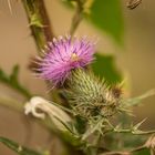 Wilde Distel