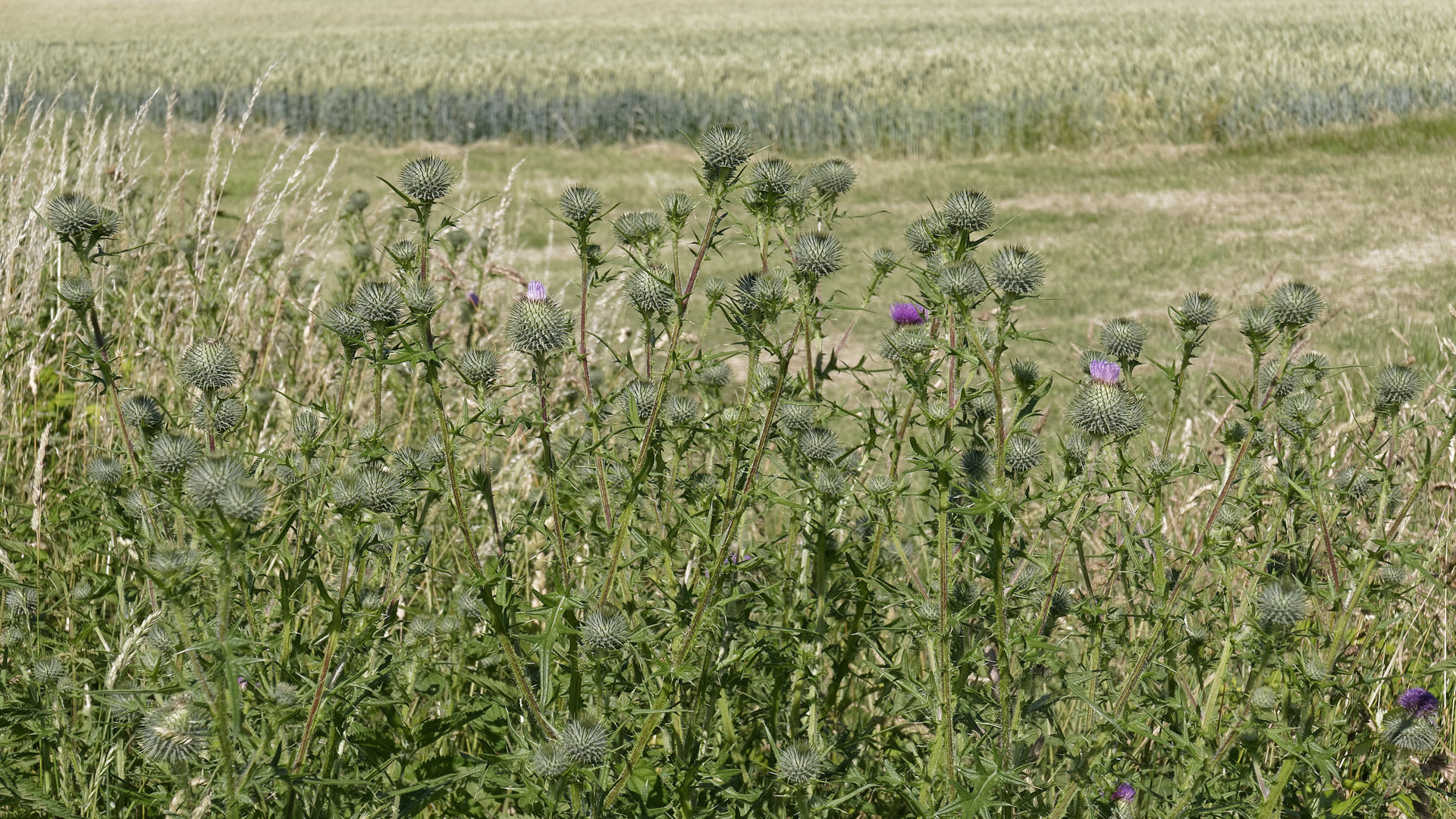 Wilde Disteln am Feldrand