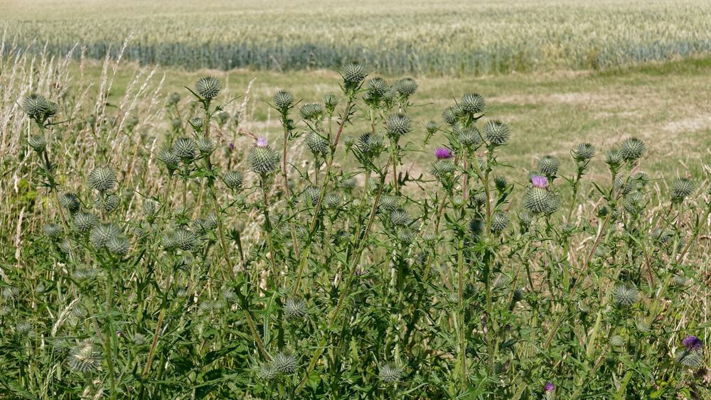 Wilde Disteln am Feldrand