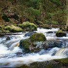 Wilde Eger im Thus Wald 5