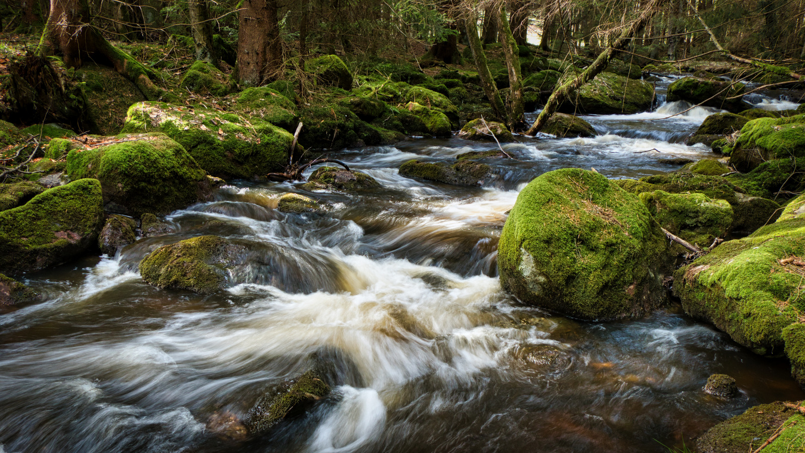 Wilde Eger im Thus Wald 6