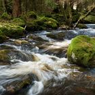 Wilde Eger im Thus Wald 6