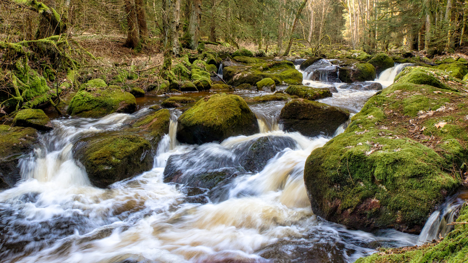 Wilde Eger im Thus Wald 7