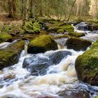 Wilde Eger im Thus Wald 7