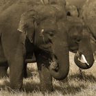 Wilde Elefanten