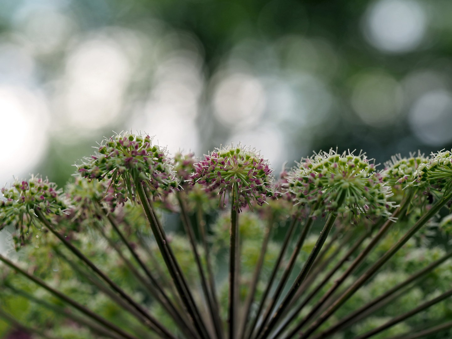 Wilde Engelwurz (Angelica sylvestris) - Angélique sauvage.