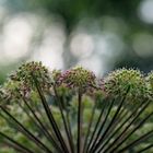 Wilde Engelwurz (Angelica sylvestris) - Angélique sauvage.