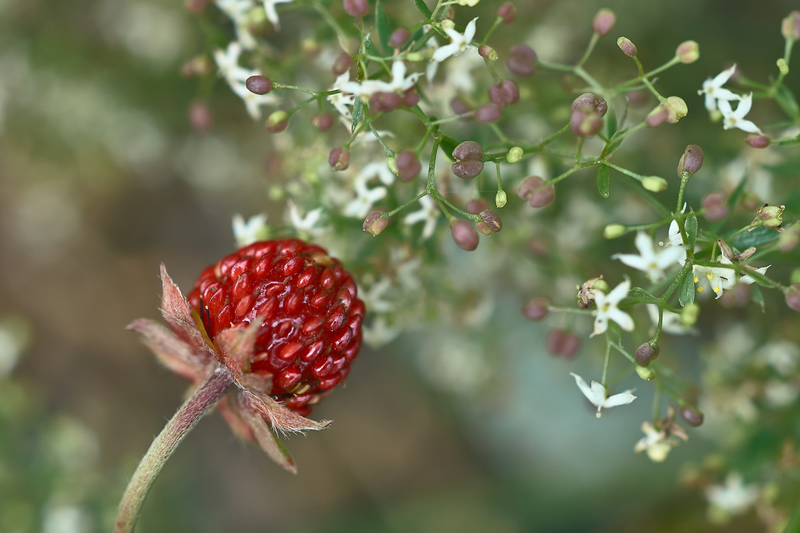 Wilde Erdbeere