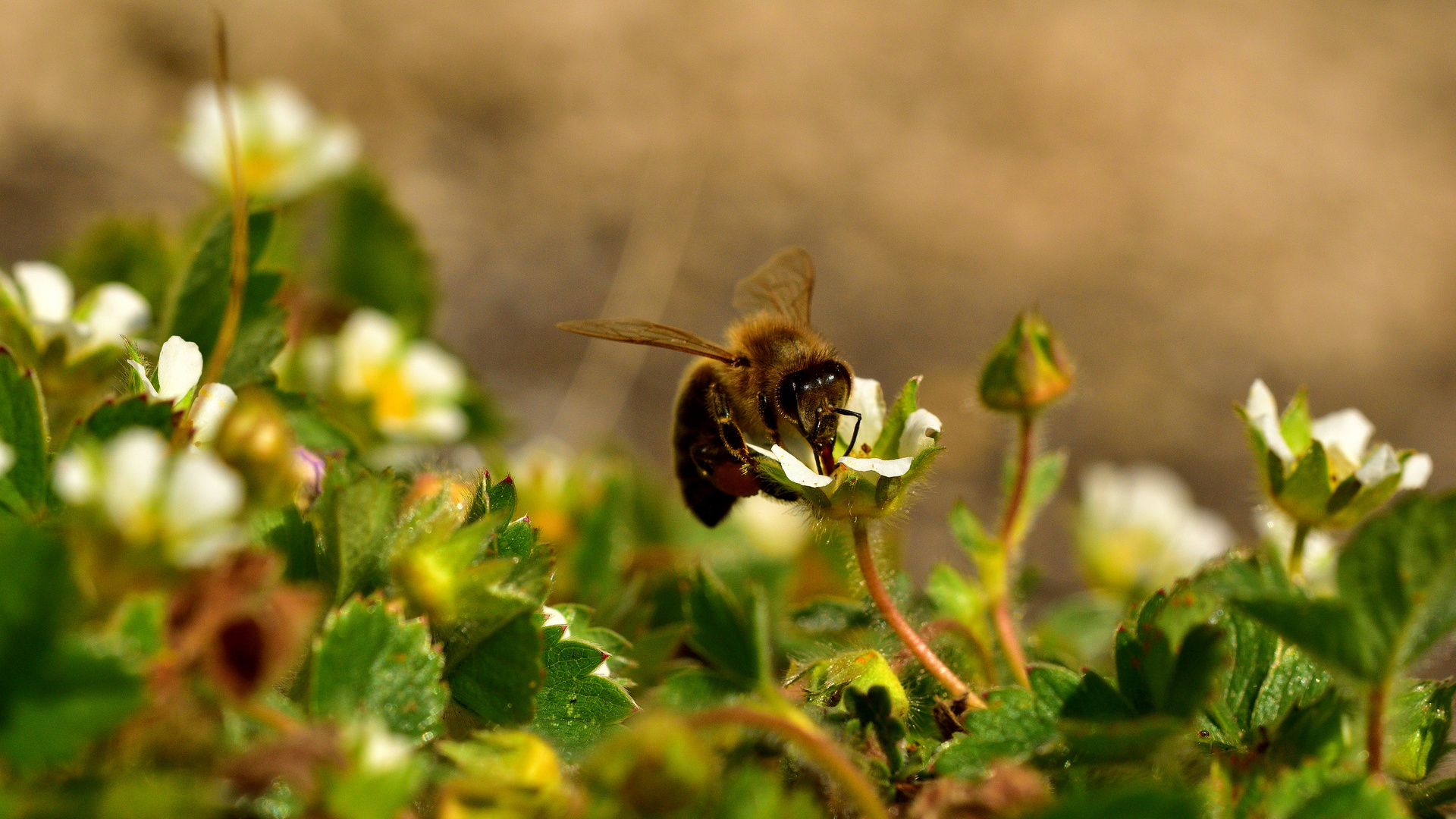 Wilde Erdbeere