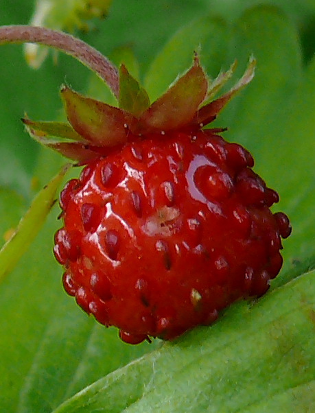 Wilde Erdbeere von HH-B1