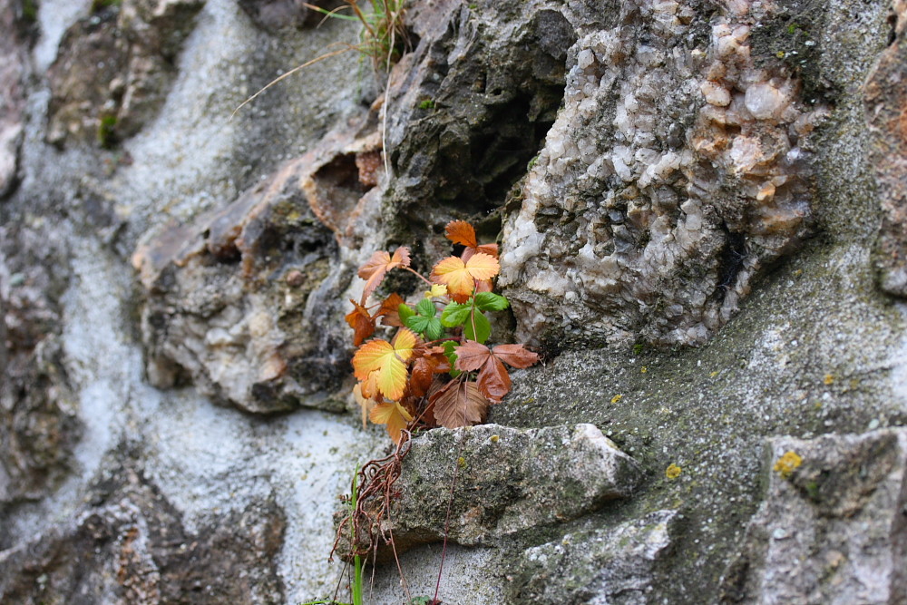 Wilde Erdbeere an der Wand