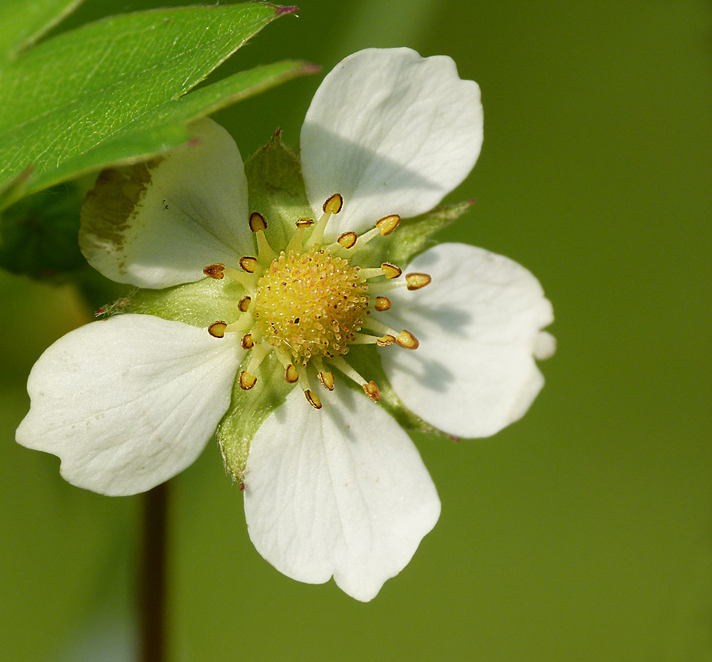 Wilde Erdbeere