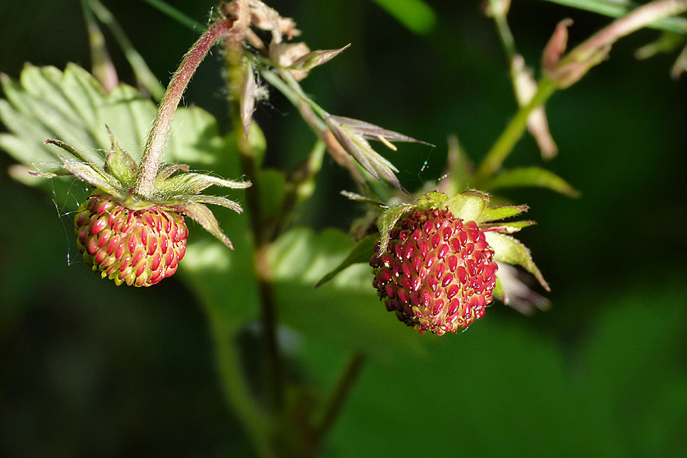 Wilde Erdbeere II