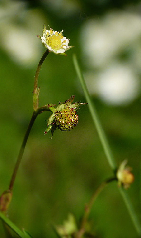 Wilde Erdbeere III