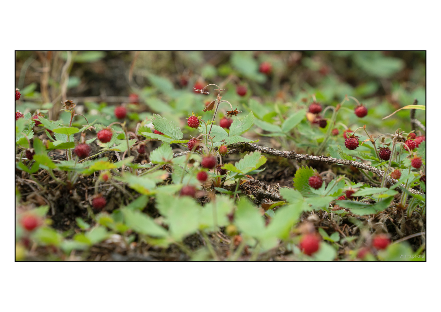 wilde Erdbeeren