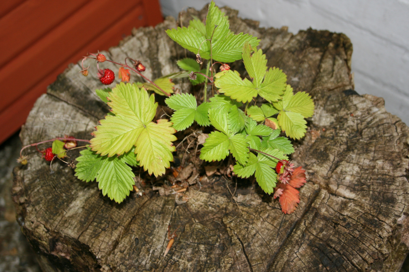 Wilde Erdbeeren