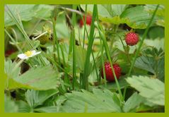 Wilde Erdbeeren