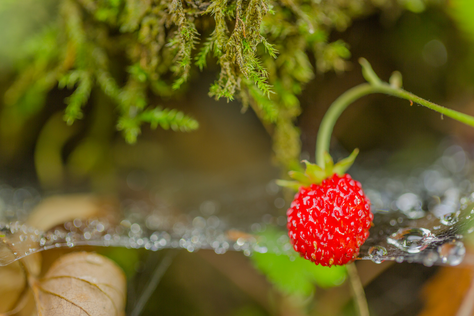 wilde Erdbeeren 