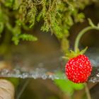 wilde Erdbeeren 