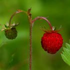 wilde Erdbeeren