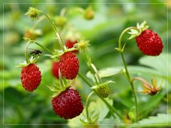 Wilde Erdbeeren