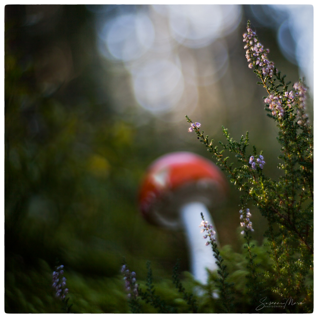 wilde Erika Foto & Bild pflanzen, pilze & flechten, jahreszeiten