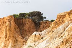 ...Wilde, farbige Algarve - entwurzelt...