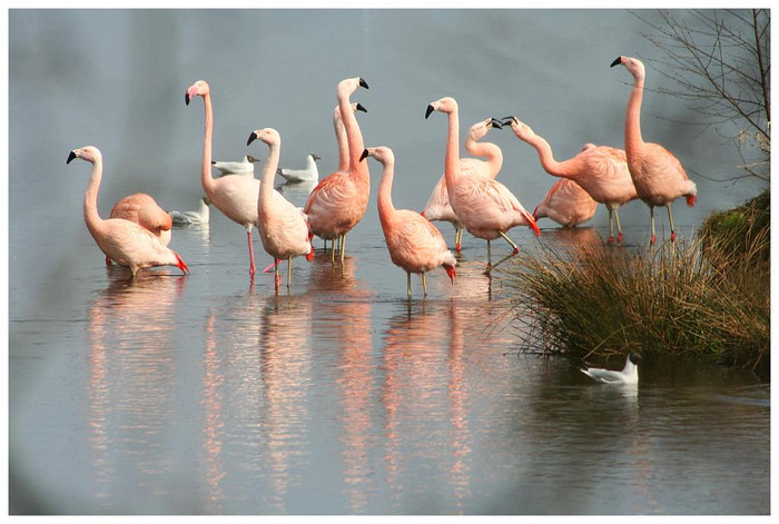 ...wilde flamingos