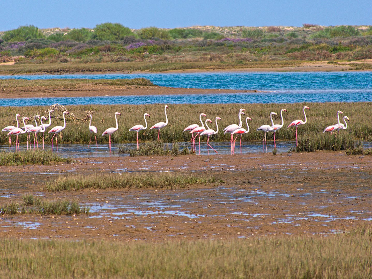 Wilde Flamingos in der Algarve