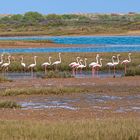 Wilde Flamingos in der Algarve