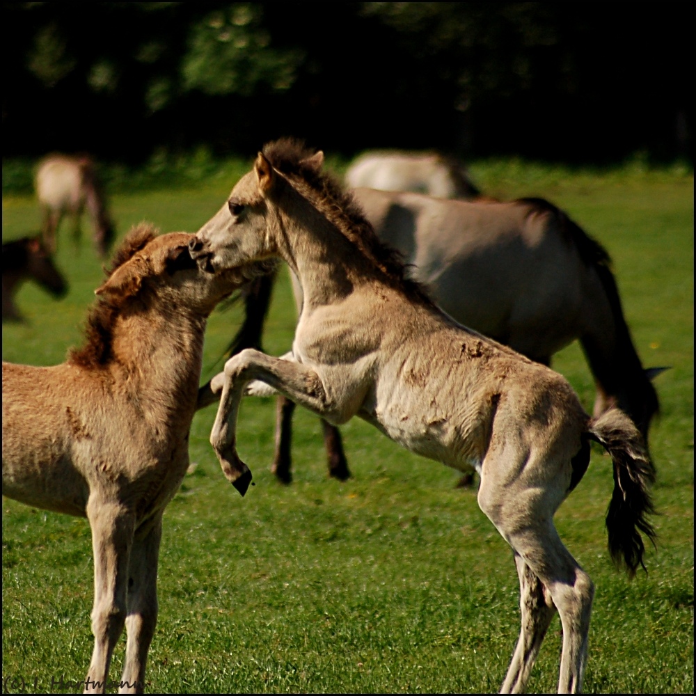 Wilde Fohlen