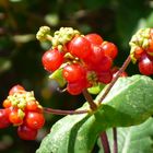 Wilde, fremde Beeren