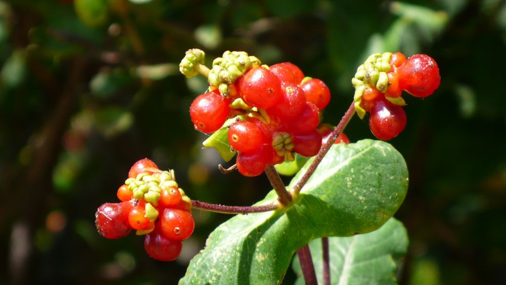 Wilde, fremde Beeren