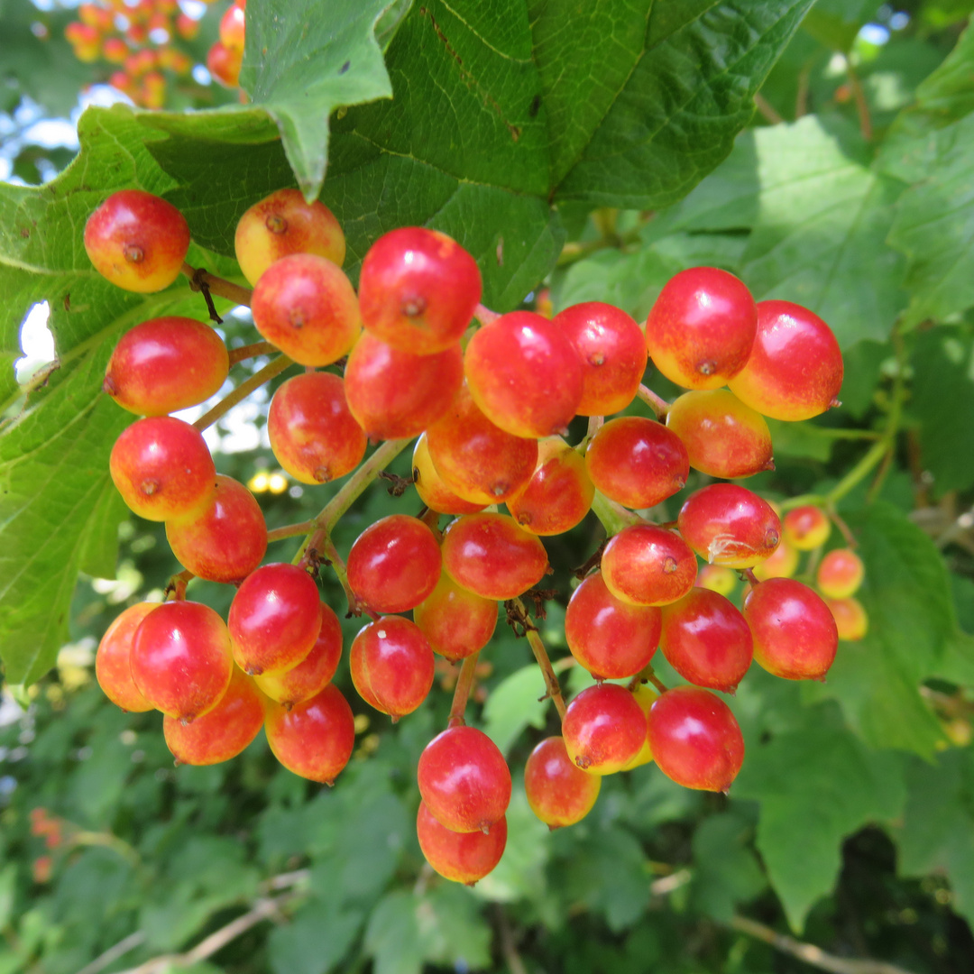 Wilde Früchtchen