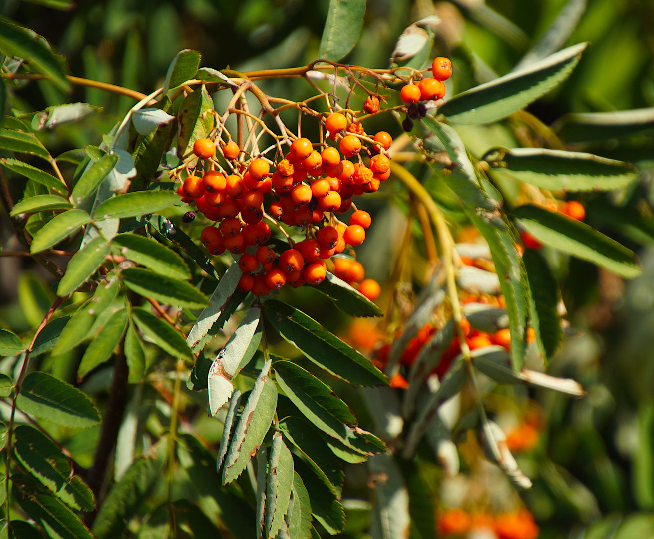 Wilde Früchte: frühreife Vogelbeeren