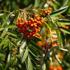 Wilde Früchte: frühreife Vogelbeeren