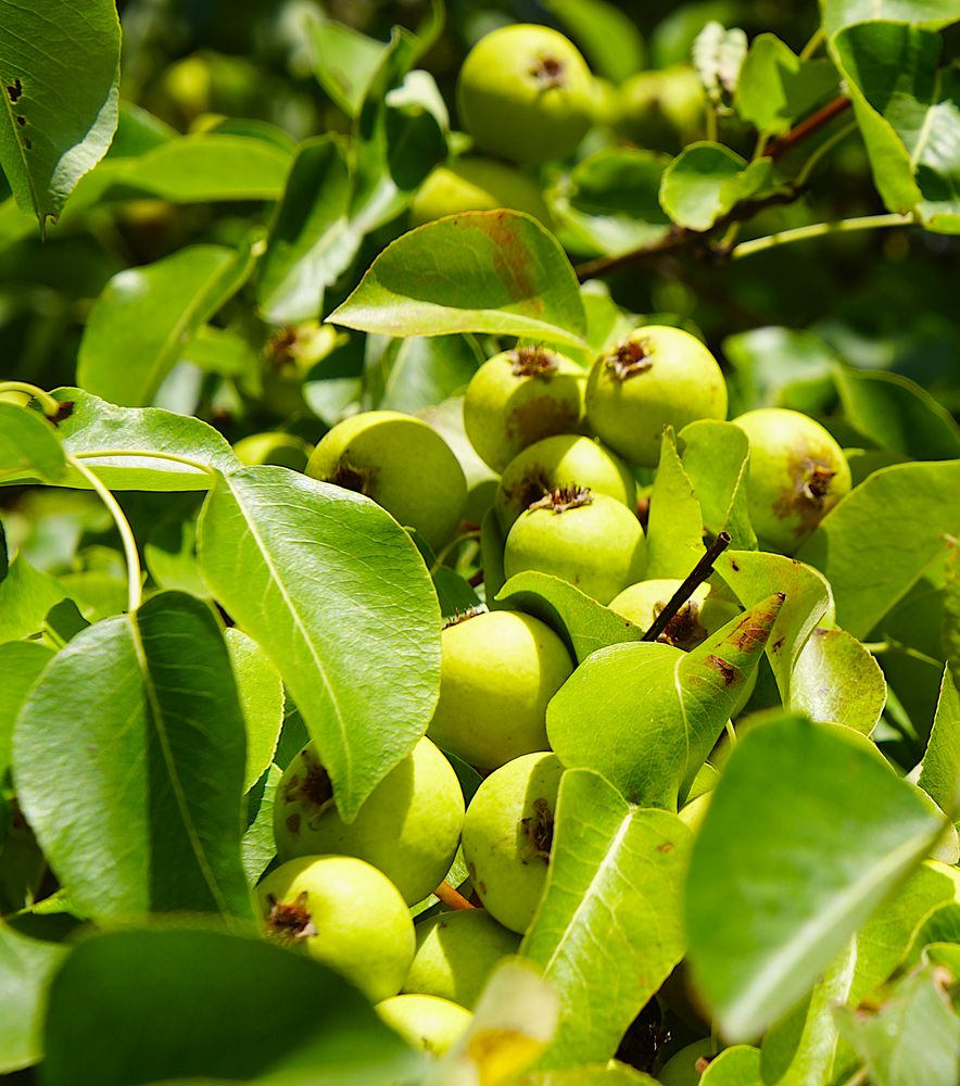 Wilde Früchte: Holzbirnen