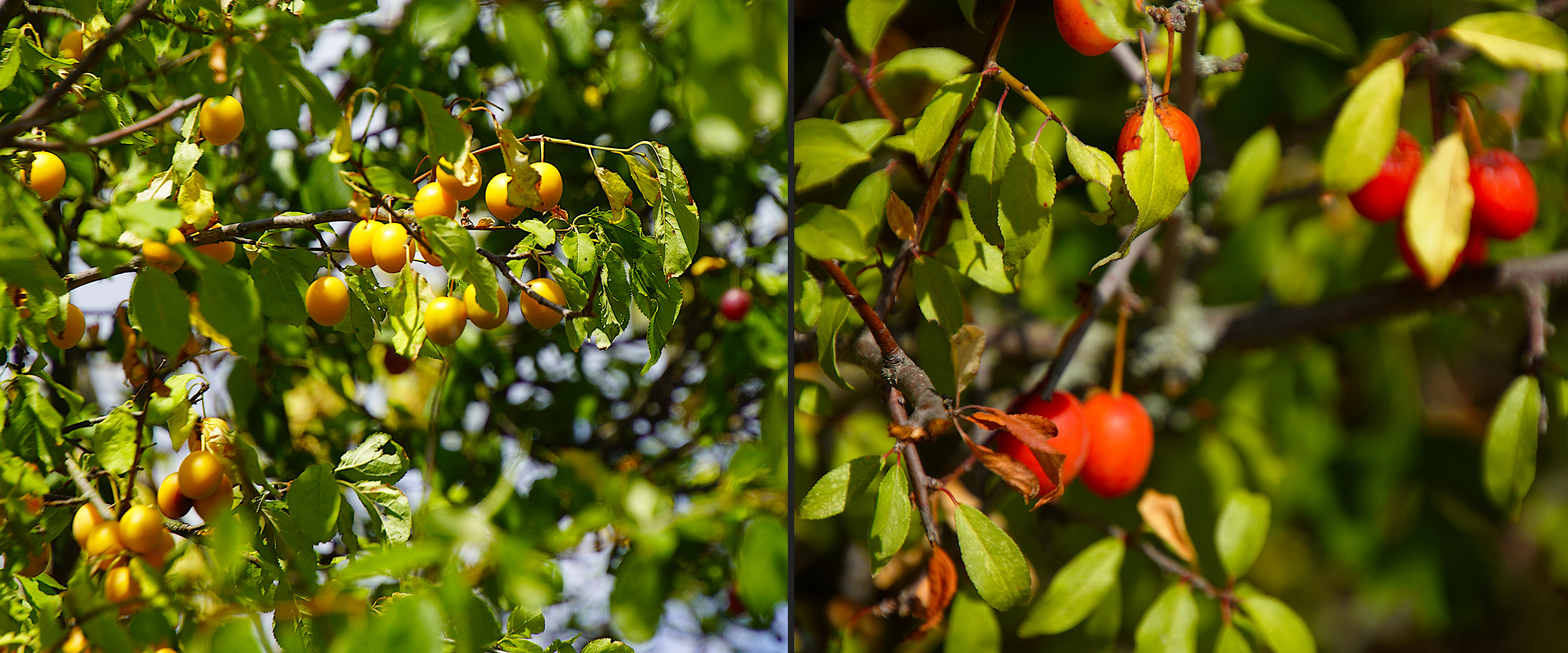 Wilde Früchte: Kirschpflaume