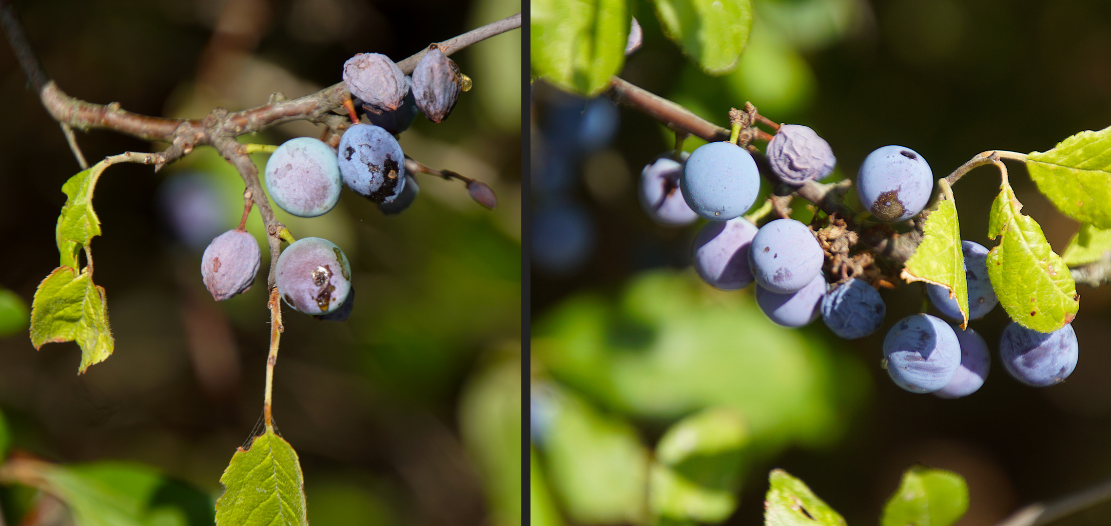 Wilde Früchte: Schlehe oder Sauerpflaume