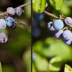 Wilde Früchte: Schlehe oder Sauerpflaume