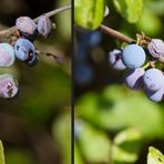 Wilde Früchte: Schlehe oder Sauerpflaume