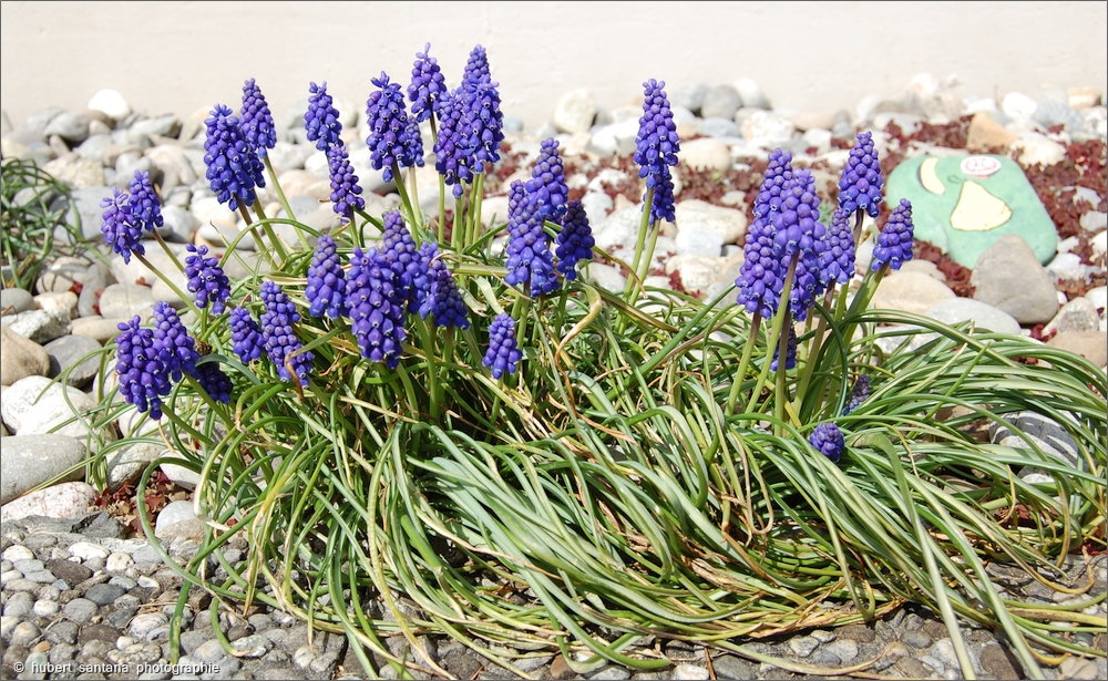 Wilde Frühlingsblumen (1)