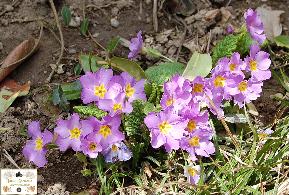 Wilde Frühlingsblumen (4)