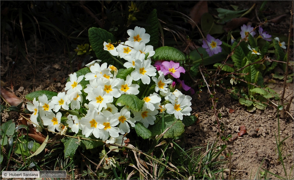 Wilde Frühlingsblumen (5)