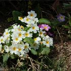 Wilde Frühlingsblumen (5)