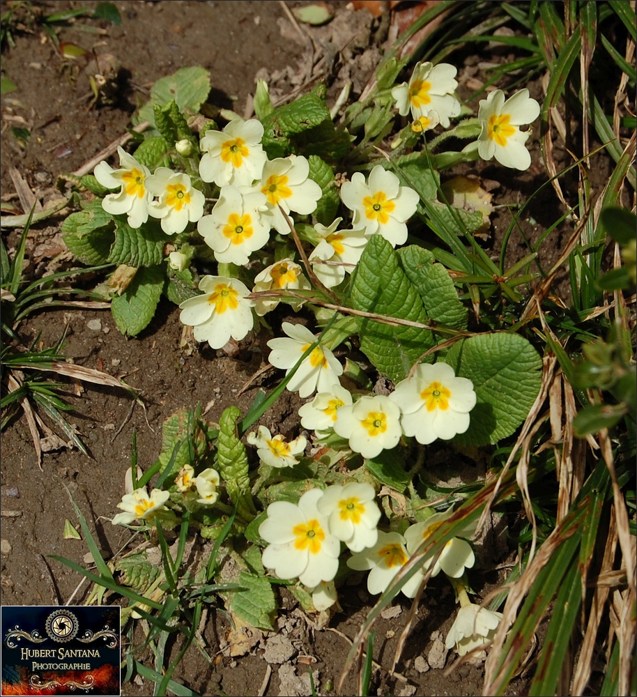 Wilde Frühlingsblumen (7)