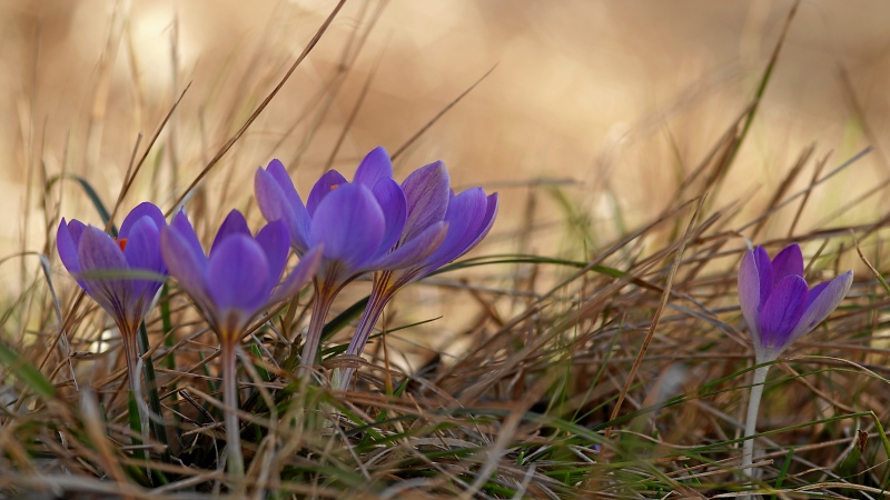 Wilde Frühlingskrokusse