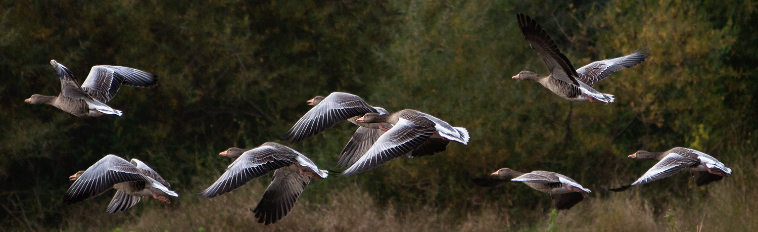 Wilde Gänse