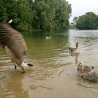 Wilde Gänse am Üttelsheimer See