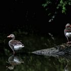 Wilde Gänse ganz ruhig